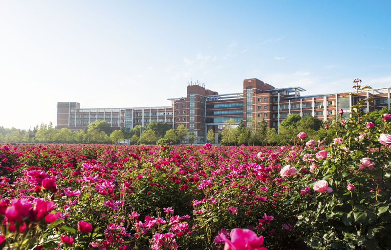月季花海-山东科技大学