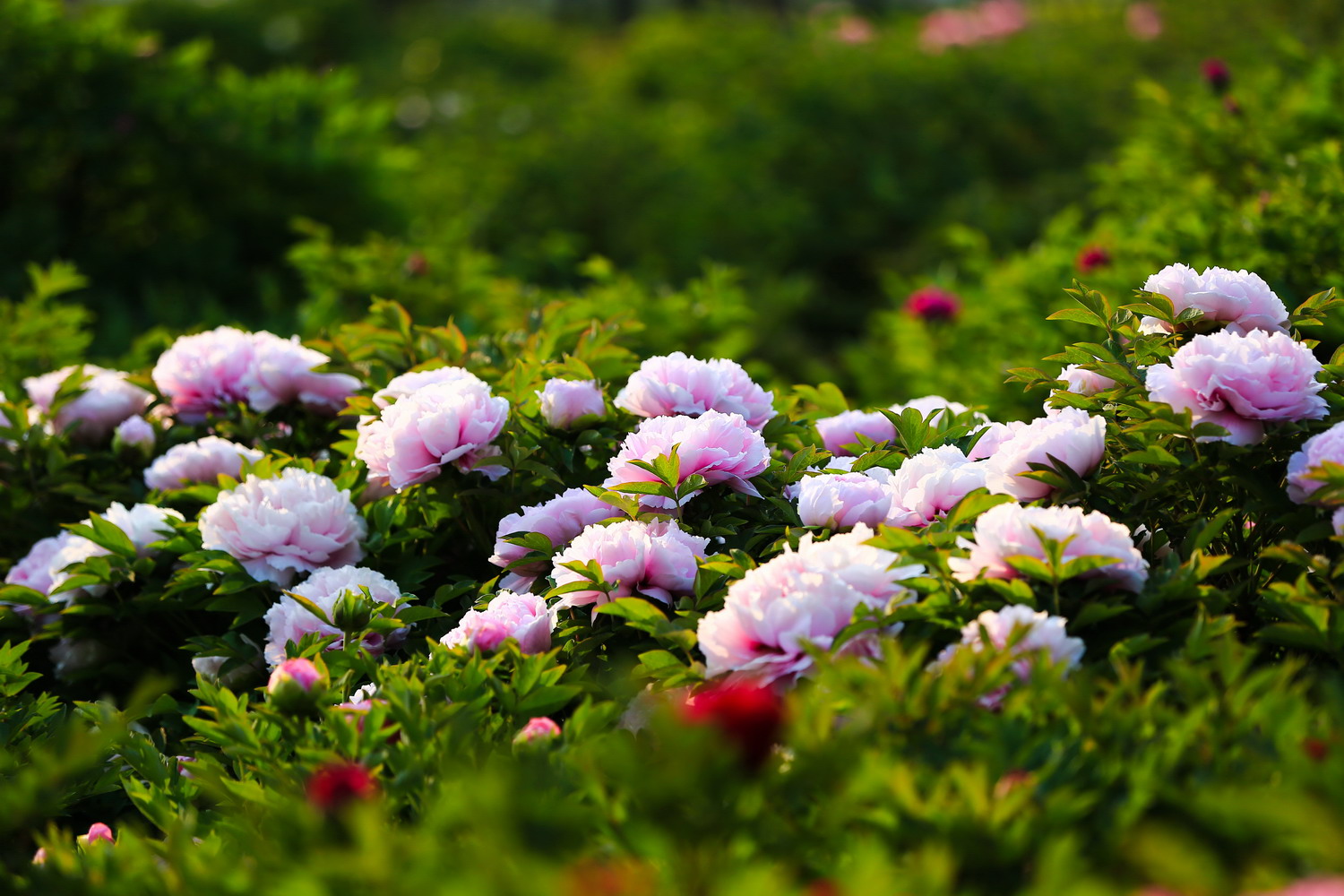 花开时节动校园